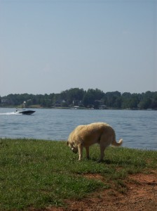 Lake Norman waterfront lots